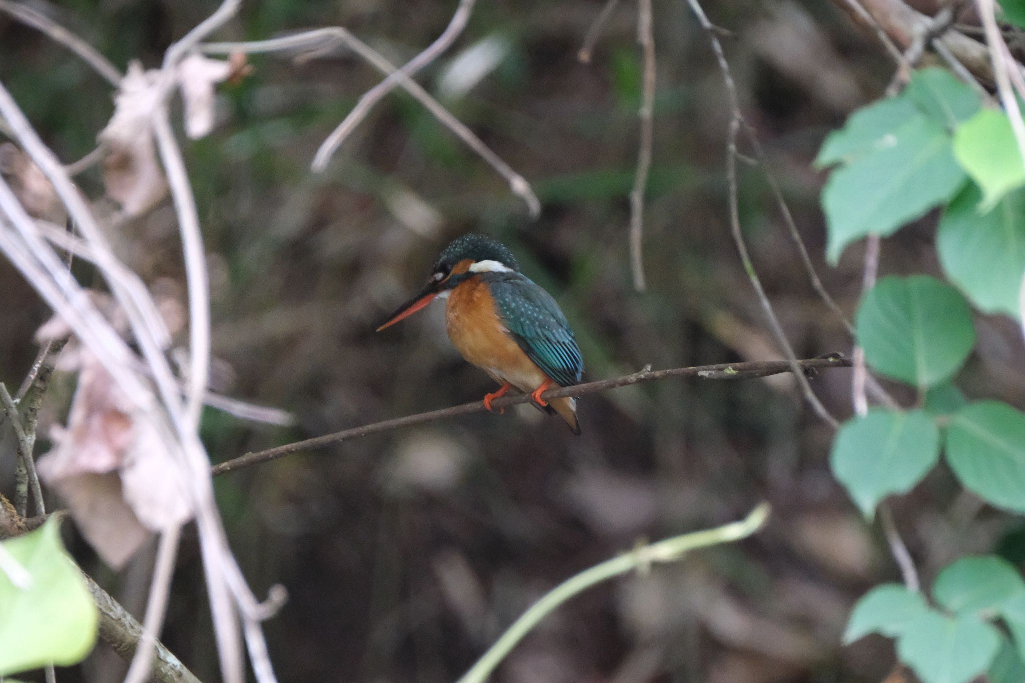 Photo of Common Kingfisher at 愛鷹広域公園 by ポン介