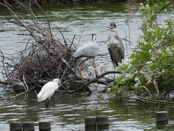 Grey Heron 打上川治水緑地 Sat, 5/6/2023