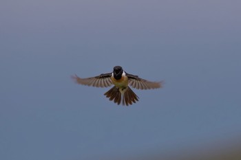 Amur Stonechat Unknown Spots Mon, 6/18/2018