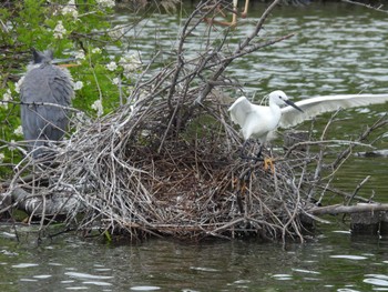 Grey Heron 打上川治水緑地 Sat, 5/6/2023