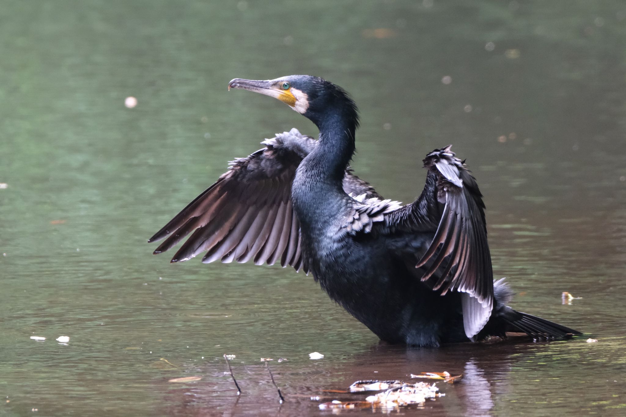 Photo of Great Cormorant at 愛鷹広域公園 by ポン介