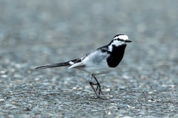 White Wagtail 茨城県高萩市 Sat, 5/6/2023