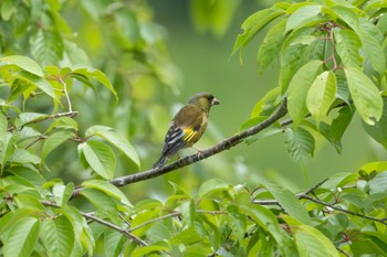 Grey-capped Greenfinch 茨城県高萩市 Sat, 5/6/2023