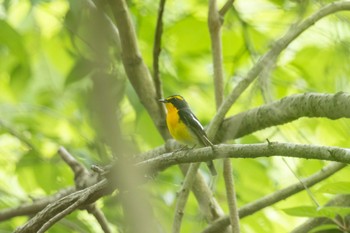 Narcissus Flycatcher 茨城県高萩市 Sat, 5/6/2023