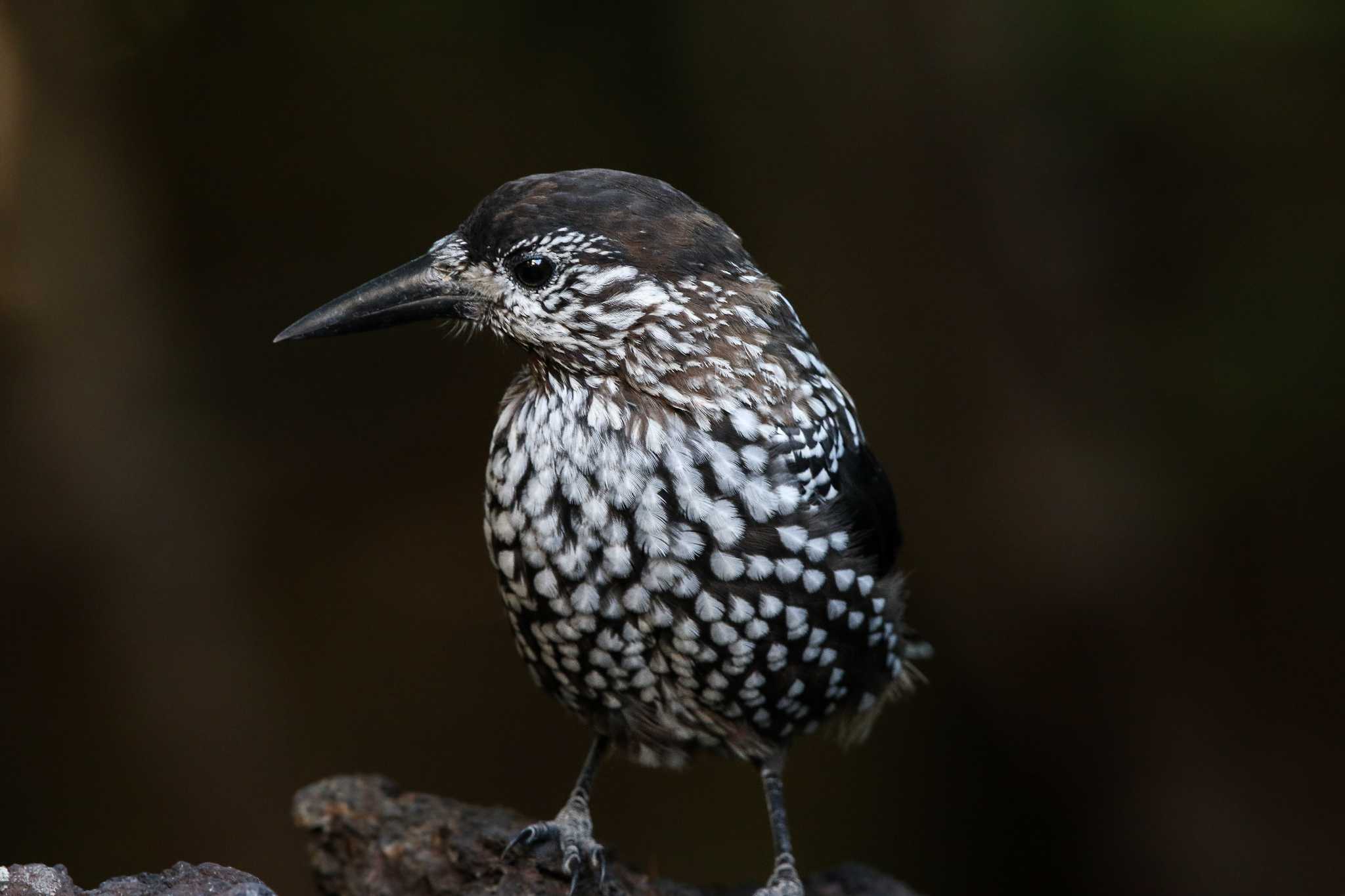 Photo of Spotted Nutcracker at Okuniwaso(Mt. Fuji) by Trio