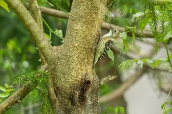 Japanese Pygmy Woodpecker 茨城県高萩市 Sat, 5/6/2023