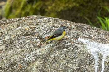 Grey Wagtail 茨城県高萩市 Sat, 5/6/2023