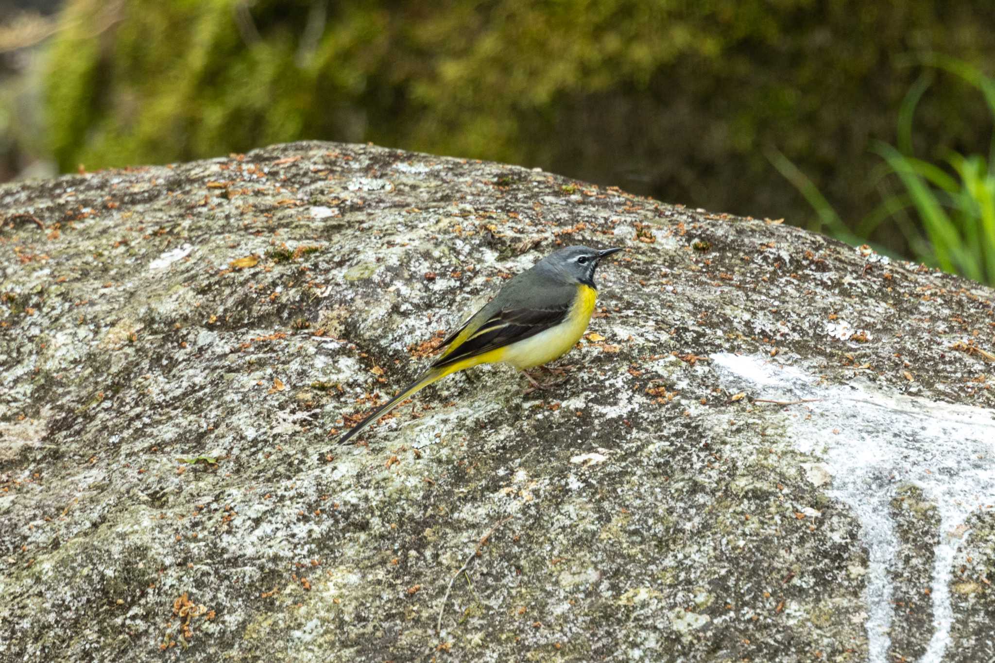 Photo of Grey Wagtail at 茨城県高萩市 by kirin