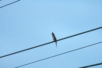 Red-whiskered Bulbul タイ Sat, 6/9/2018