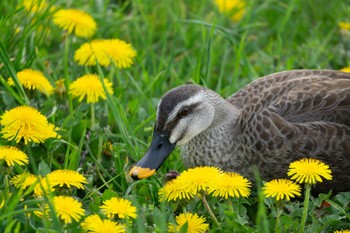 カルガモ 五稜郭公園 2023年5月4日(木)