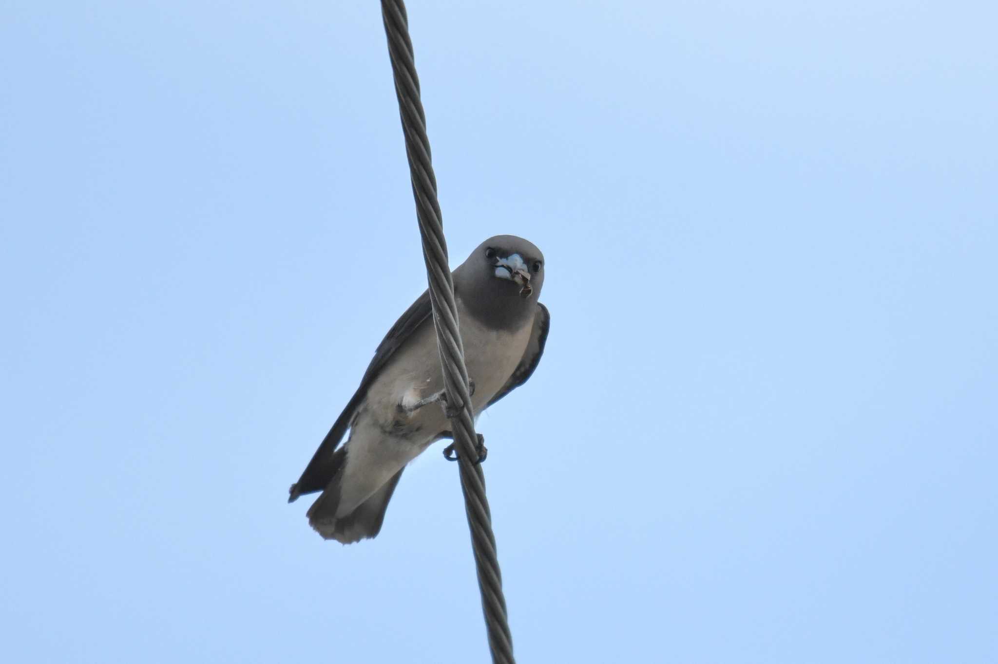 Ashy Woodswallow