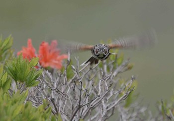 Chestnut-eared Bunting Unknown Spots Mon, 6/18/2018