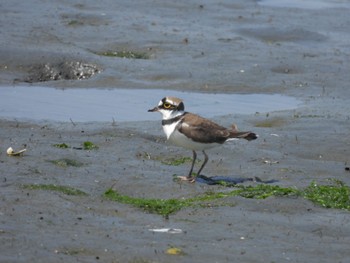 Little Ringed Plover Tokyo Port Wild Bird Park Fri, 5/5/2023