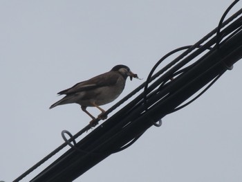 2023年5月6日(土) 群馬県 早川の野鳥観察記録