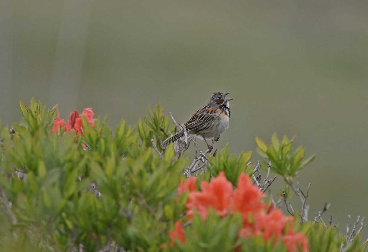 Photo of Chestnut-eared Bunting at  by くまのみ