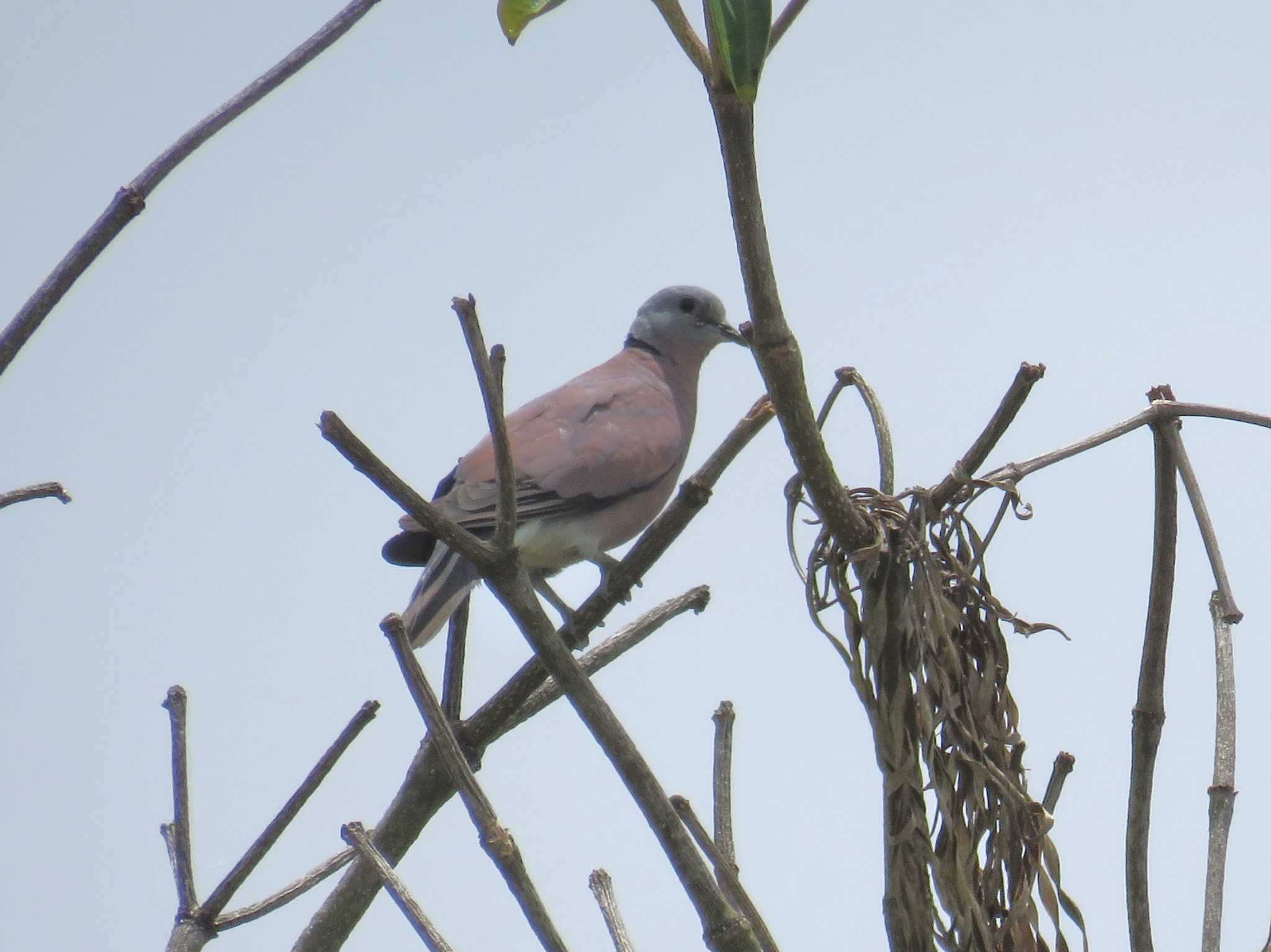 Red Collared Dove