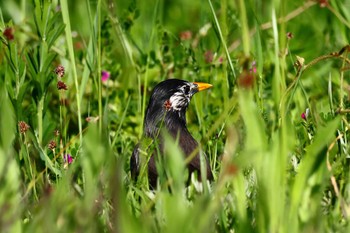 ムクドリ 大阪南港野鳥園 2023年4月23日(日)