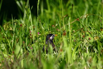 ムクドリ 大阪南港野鳥園 2023年4月23日(日)