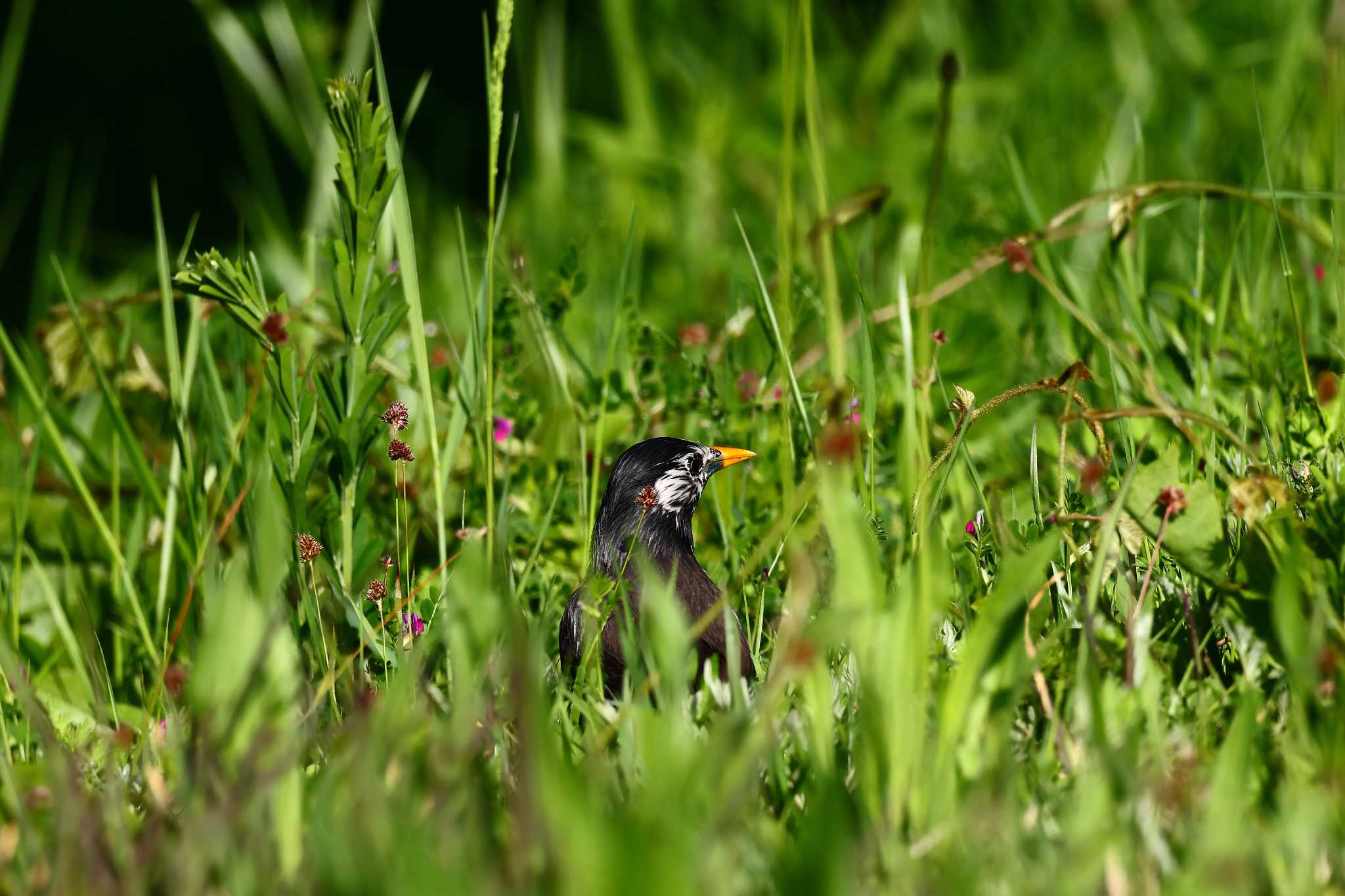 大阪南港野鳥園 ムクドリの写真 by Tacker