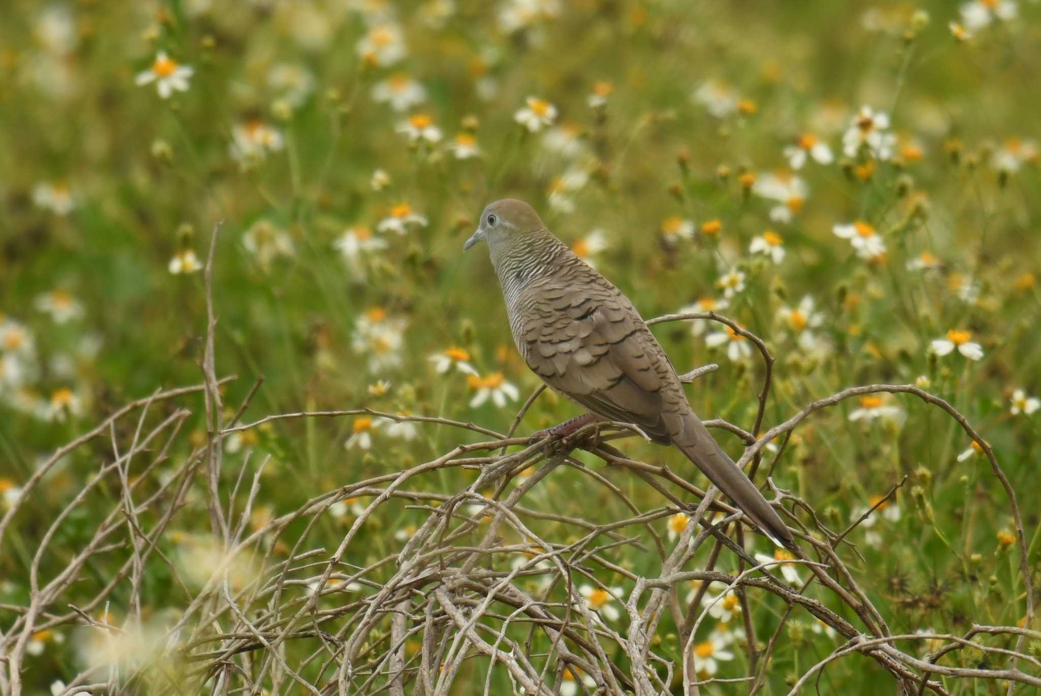 Zebra Dove