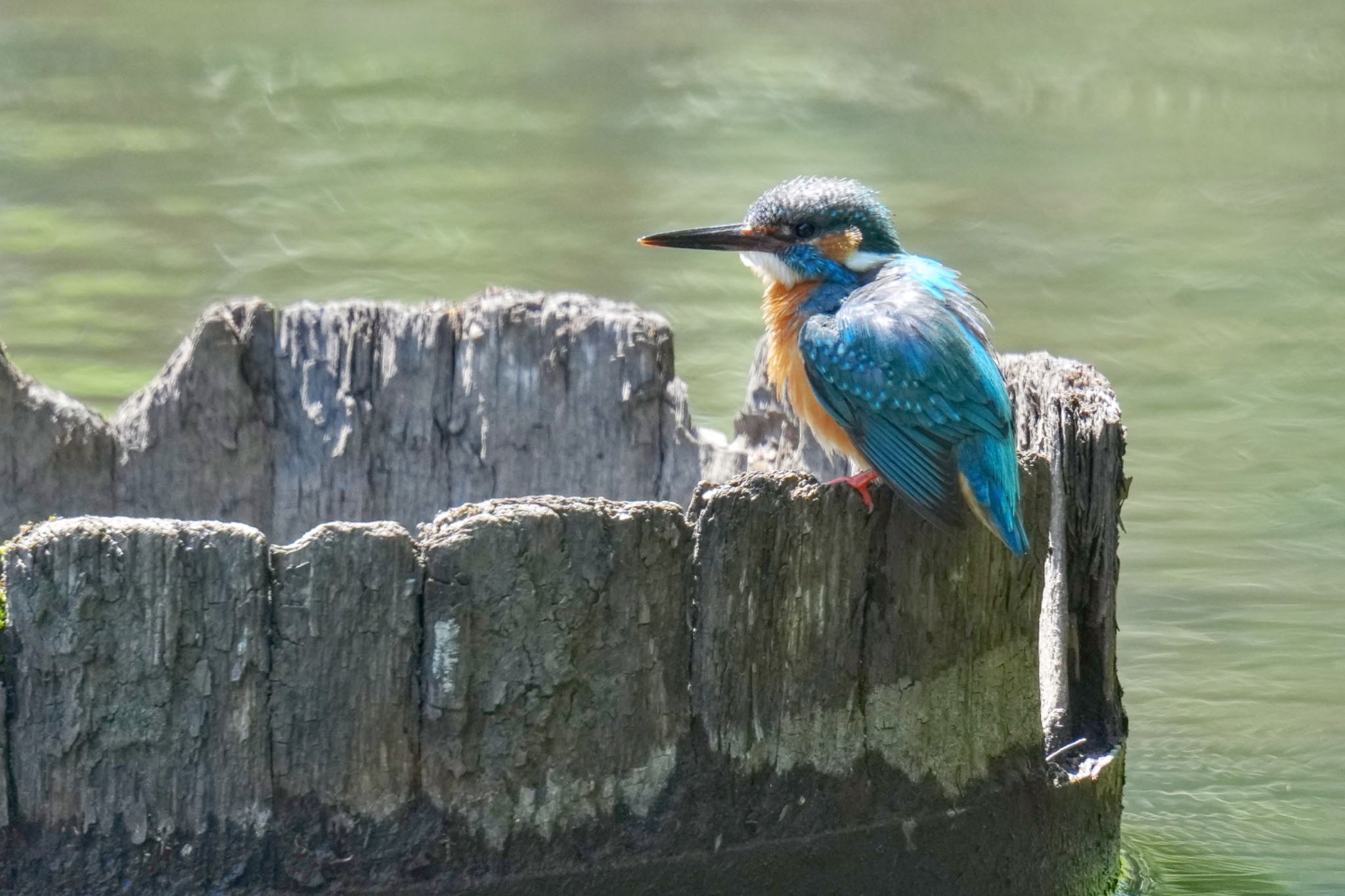 Common Kingfisher