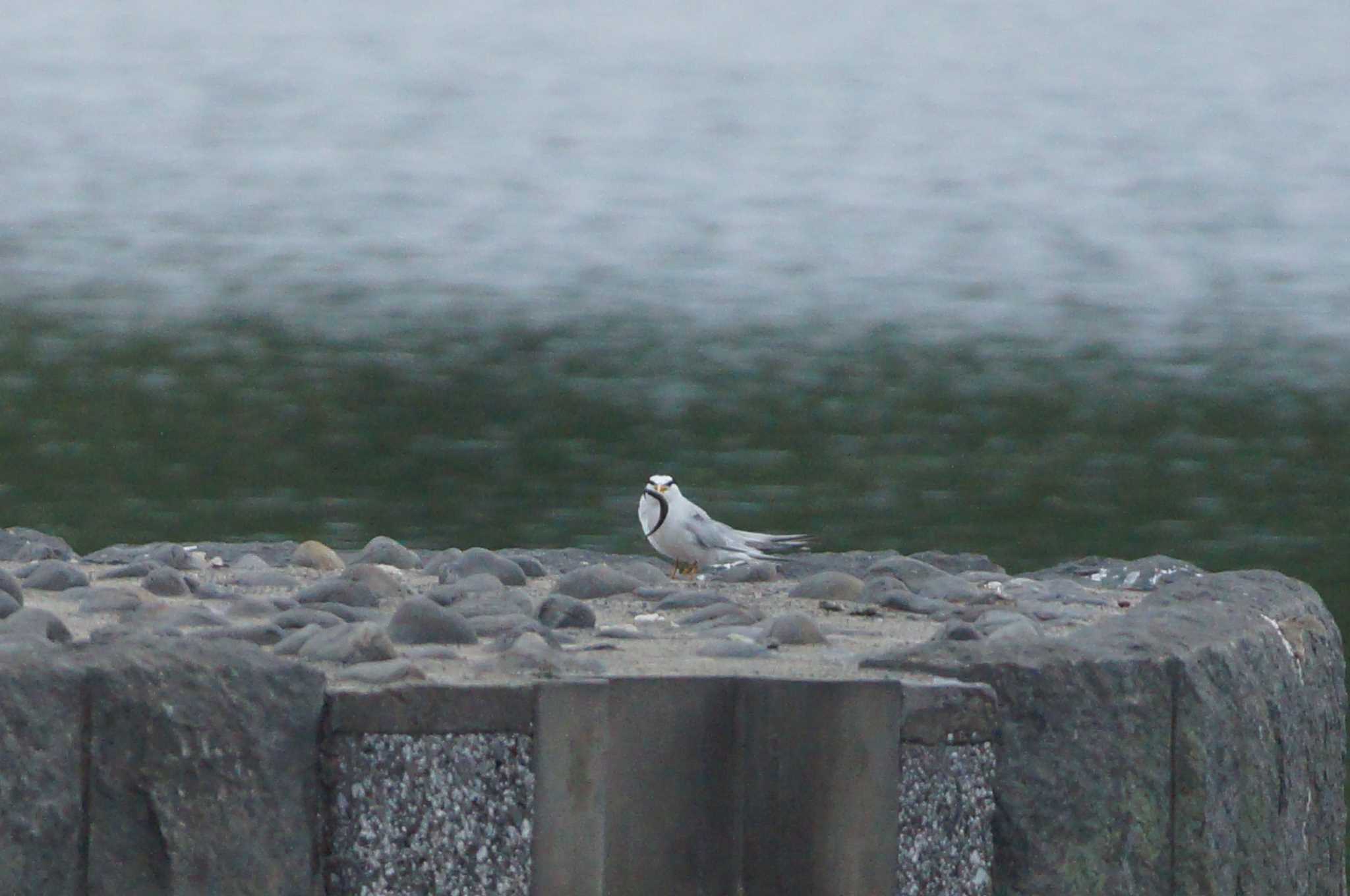 Photo of Little Tern at 多摩川 by bea