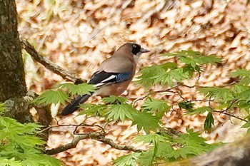 2023年5月6日(土) 柳沢峠の野鳥観察記録