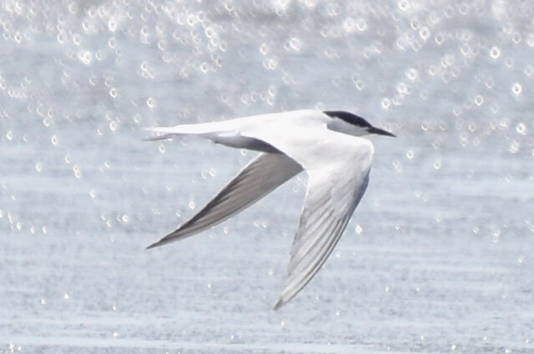 Photo of Common Tern at Kasai Rinkai Park by 遼太