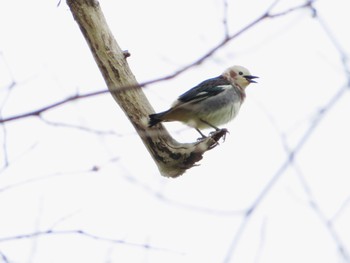 2023年5月7日(日) 十勝北部の野鳥観察記録