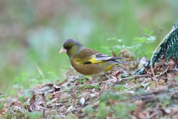 カワラヒワ 明石公園 2023年3月12日(日)