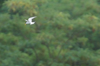 コアジサシ 多摩川 2018年6月17日(日)