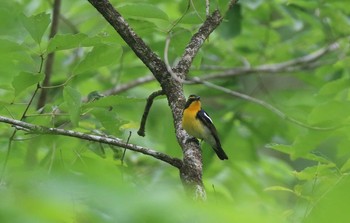 キビタキ 兵庫県三田市 2018年6月16日(土)