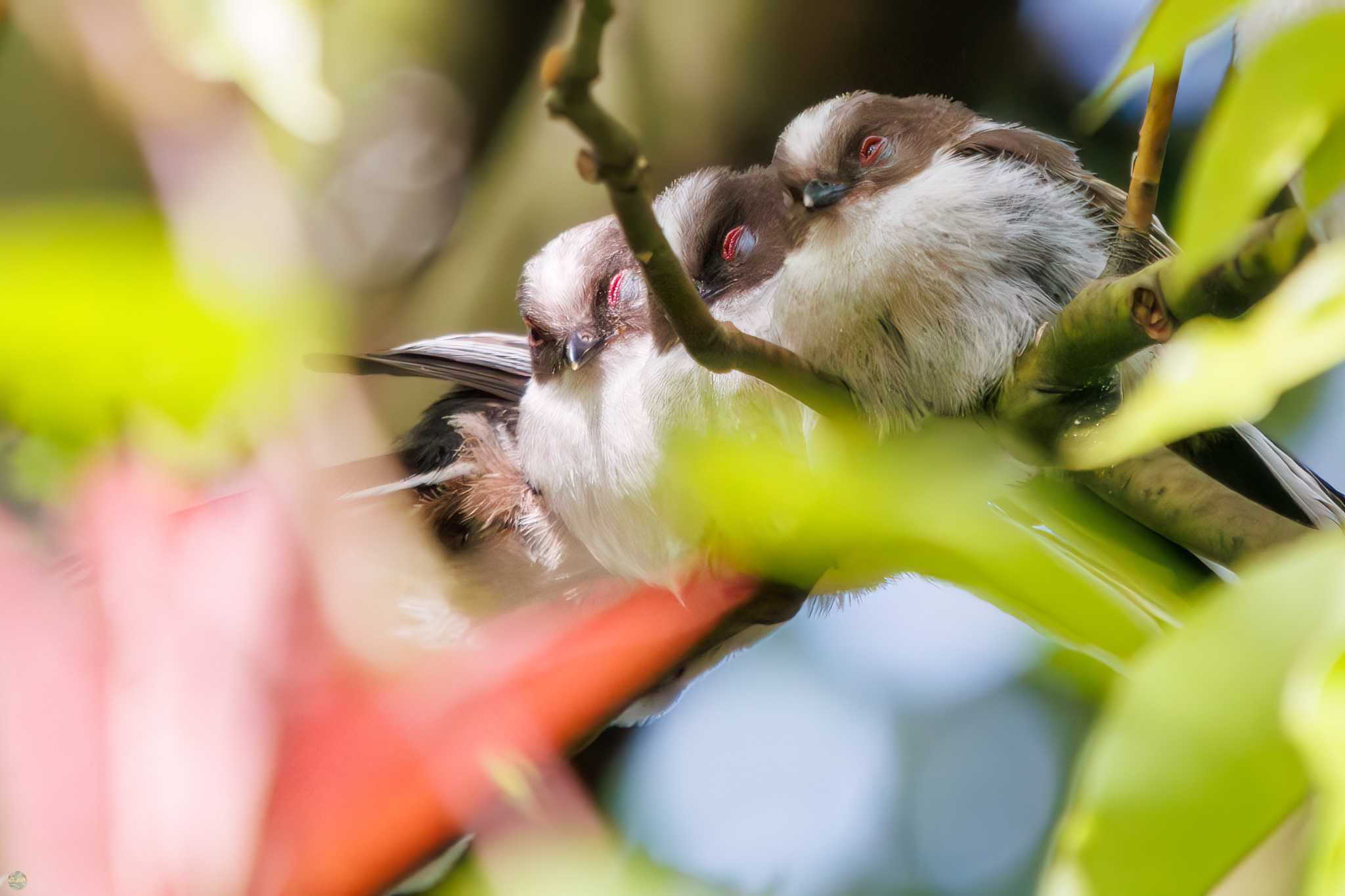 東京港野鳥公園 エナガの写真