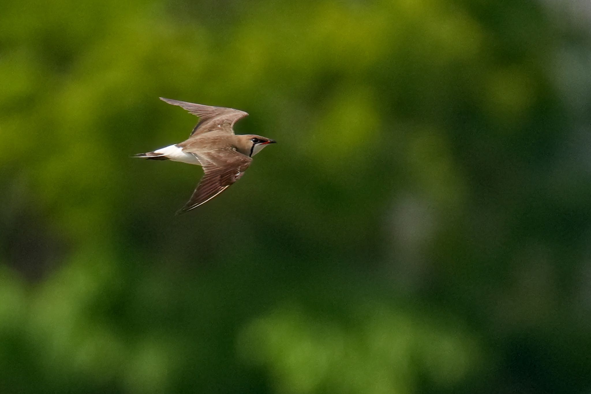 Oriental Pratincole