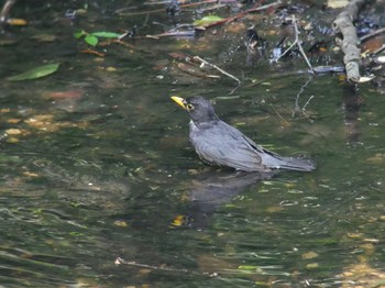 クロツグミ 伊香保森林公園 2018年6月14日(木)