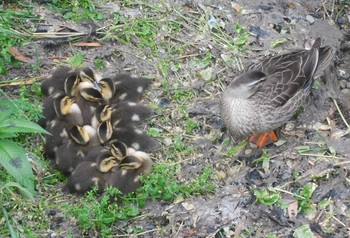 カルガモ 平和の森公園、妙正寺川 2023年5月7日(日)