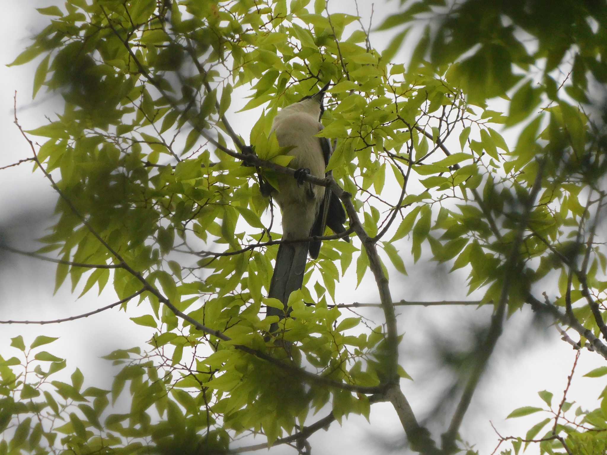 平和の森公園、妙正寺川 オナガの写真