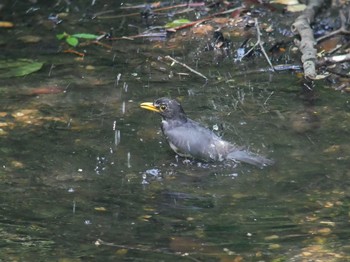 Japanese Thrush 伊香保森林公園 Thu, 6/14/2018