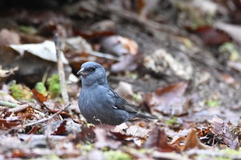 Grey Bunting 山梨県 Mon, 5/1/2023