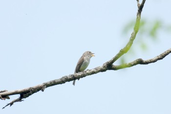 Asian Brown Flycatcher 青森県七戸町 Thu, 5/4/2023