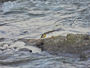 2023年4月28日(金) 竜頭ノ滝の野鳥観察記録