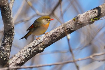 ソウシチョウ 大蔵高丸 2023年5月3日(水)