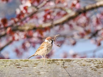 Eurasian Tree Sparrow 中禅寺湖 Fri, 4/28/2023