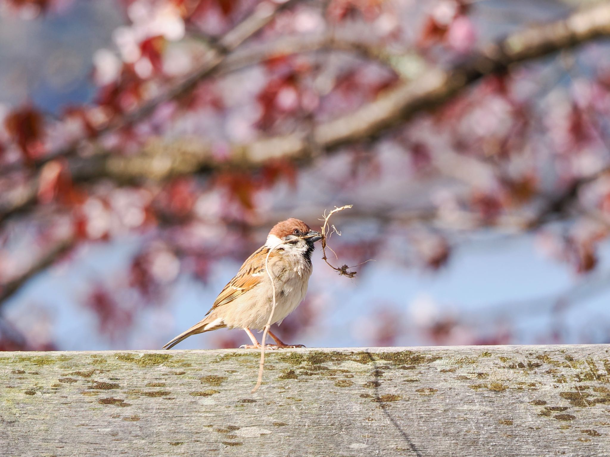 まだ桜満開の奥日光で巣材集めのスズメ by クロやん