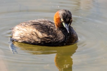 Little Grebe 勅使池(豊明市) Thu, 5/4/2023