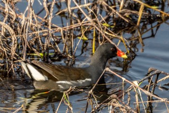 Common Moorhen 勅使池(豊明市) Thu, 5/4/2023