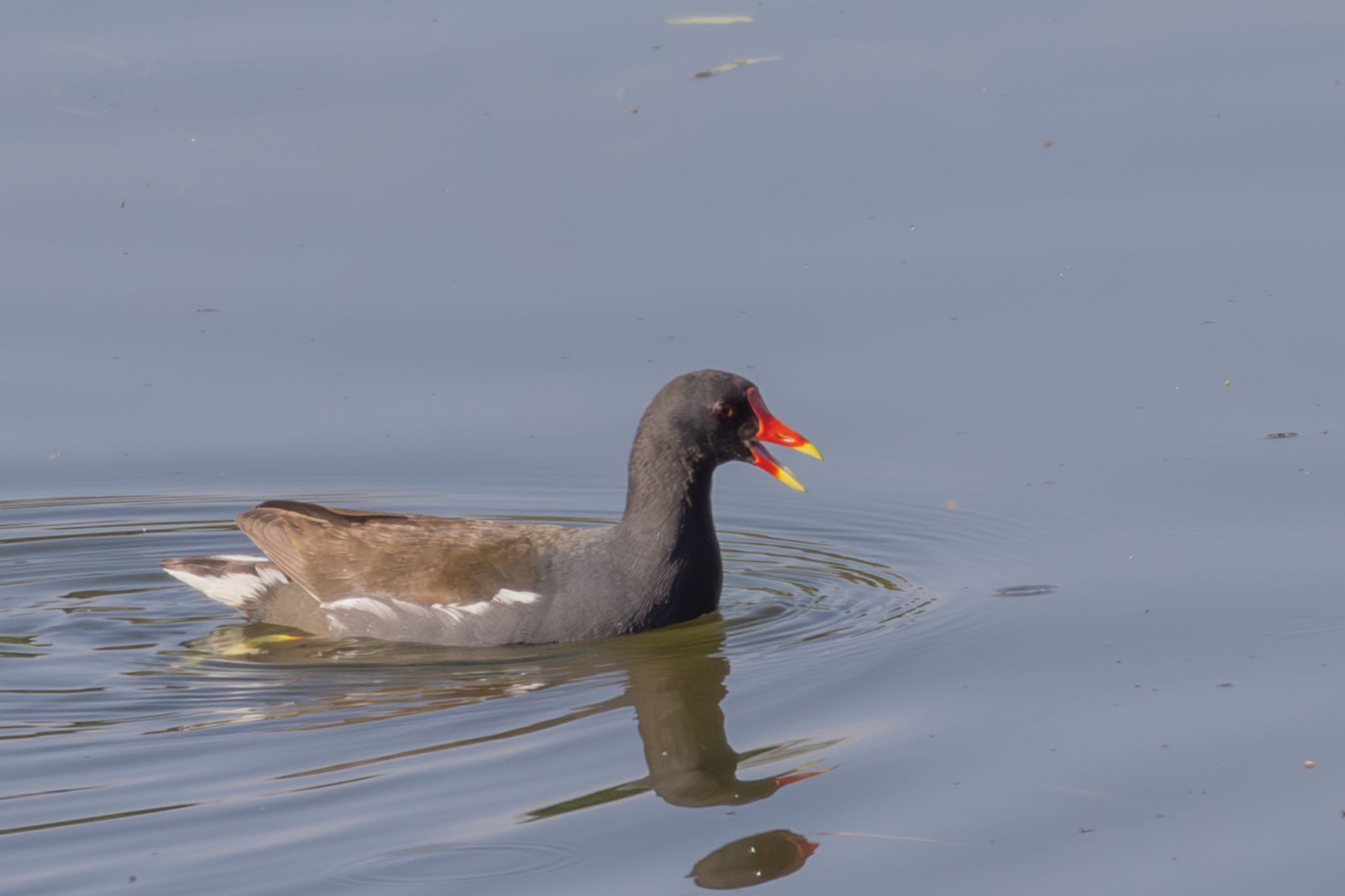 Common Moorhen