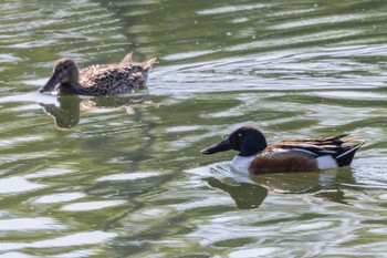 Northern Shoveler 勅使池(豊明市) Thu, 5/4/2023