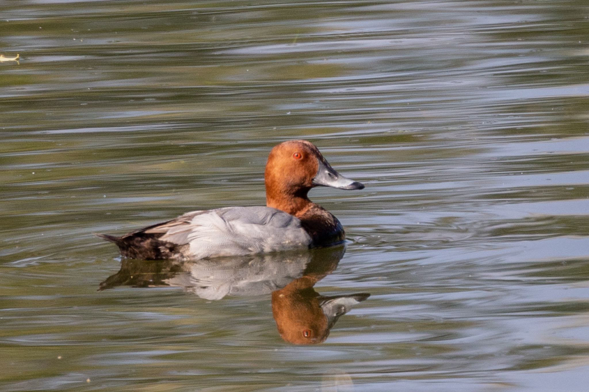 Common Pochard