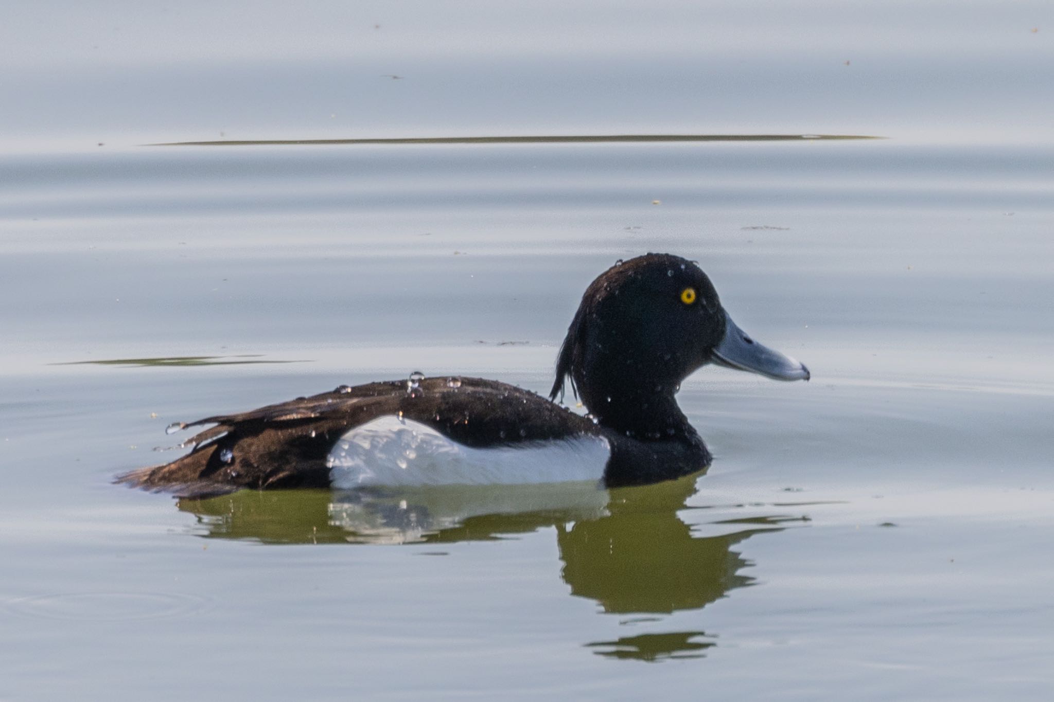 Photo of Tufted Duck at 勅使池(豊明市) by 青ちゃん